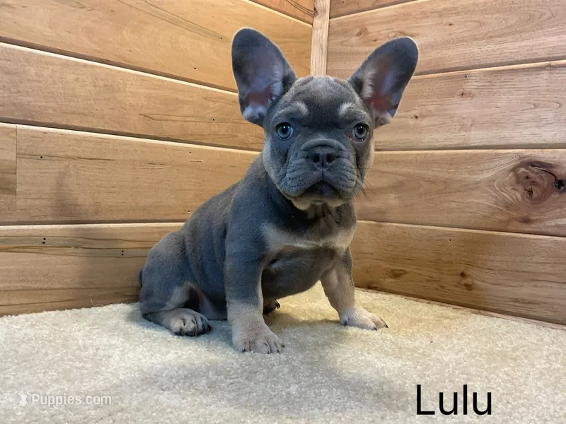 Lulu – French Bulldog puppy for sale in Sugarcreek, OH