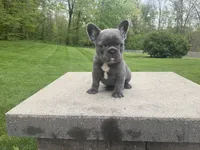 Grace, a female French Bulldog for sale in Sugarcreek, OH – 2 of 4