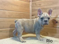 Rio, a female French Bulldog for sale in Sugarcreek, OH – 3 of 4