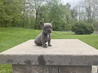 Norah, a female French Bulldog for sale in Sugarcreek, OH – 3 of 3