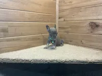 Brinley, a female French Bulldog for sale in Sugarcreek, OH – 3 of 4