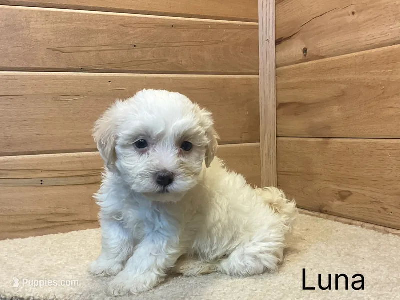 Luna – Havanese puppy for sale in Sugarcreek, OH