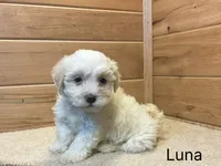 Luna, a female Havanese for sale in Sugarcreek, OH – 1 of 2