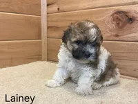 Lainey, a female Havanese for sale in Sugarcreek, OH – 2 of 3