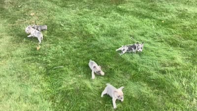 Boone, a male French Bulldog for sale in Sugarcreek, OH – 6 of 6