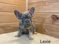 Lexie, a female French Bulldog for sale in Sugarcreek, OH – 3 of 4