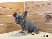 Lulu, a female French Bulldog for sale in Sugarcreek, OH – 2 of 4