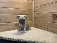 Bodie, a male French Bulldog for sale in Sugarcreek, OH – 2 of 4