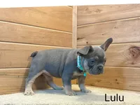 Lulu, a female French Bulldog for sale in Sugarcreek, OH – 3 of 4
