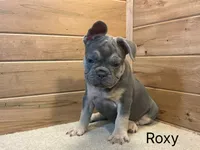 Roxy, a female French Bulldog for sale in Sugarcreek, OH – 2 of 4