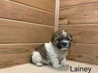 Lainey, a female Havanese for sale in Sugarcreek, OH – 3 of 3