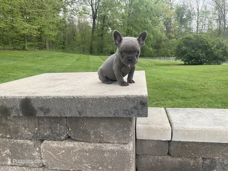 Norah – French Bulldog puppy for sale in Sugarcreek, OH