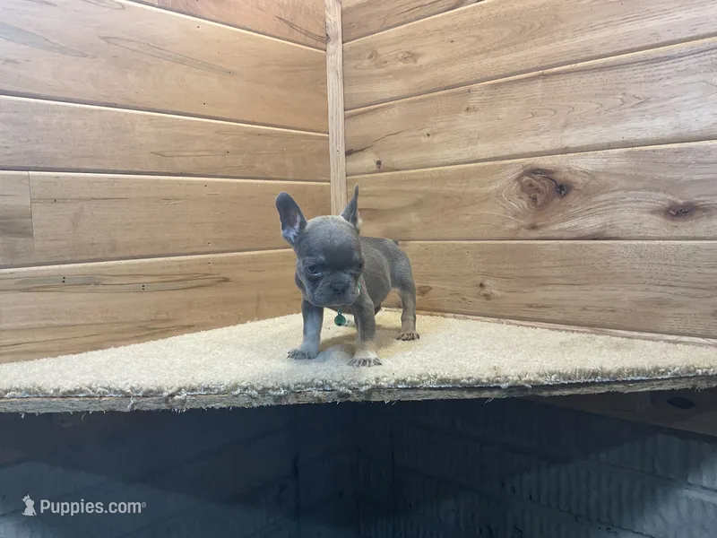 Brinley – French Bulldog puppy for sale in Sugarcreek, OH