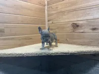 Brinley, a female French Bulldog for sale in Sugarcreek, OH – 1 of 4