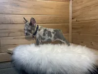 Boone, a male French Bulldog for sale in Sugarcreek, OH – 3 of 6