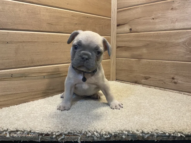 Bodie – French Bulldog puppy for sale in Sugarcreek, OH
