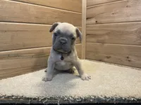 Bodie, a male French Bulldog for sale in Sugarcreek, OH – 1 of 4