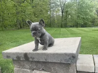 Grace, a female French Bulldog for sale in Sugarcreek, OH – 4 of 4