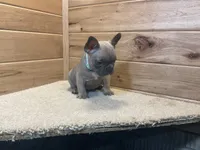 Blaire, a female French Bulldog for sale in Sugarcreek, OH – 3 of 5