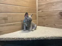 Bailey, a female French Bulldog for sale in Sugarcreek, OH – 3 of 5