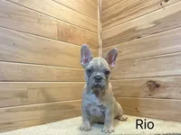 Rio, a female French Bulldog for sale in Sugarcreek, OH – 2 of 4