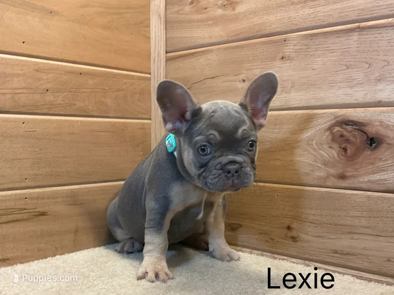 Lexie – French Bulldog puppy for sale in Sugarcreek, OH