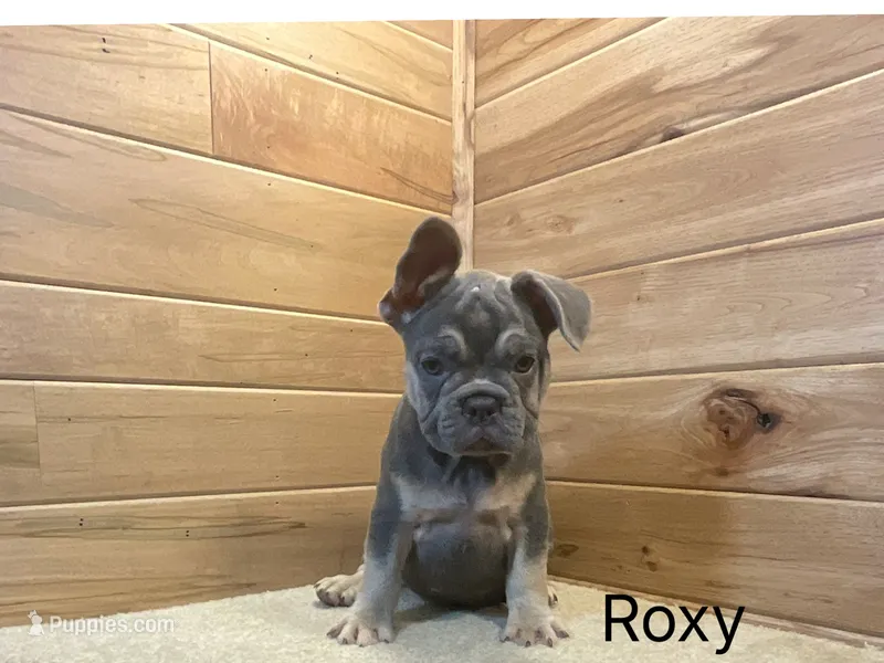 Roxy – French Bulldog puppy for sale in Sugarcreek, OH