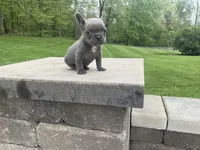 Norah, a female French Bulldog for sale in Sugarcreek, OH – 2 of 3