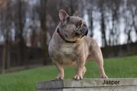 Louie, a female French Bulldog for sale in Sugarcreek, OH – 4 of 4