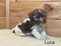 Luca, a male Havanese for sale in Sugarcreek, OH – 2 of 3