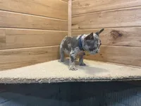 Bently, a male French Bulldog for sale in Sugarcreek, OH – 2 of 5