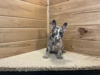 Bently, a male French Bulldog for sale in Sugarcreek, OH – 5 of 5