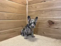 Bently, a male French Bulldog for sale in Sugarcreek, OH – 4 of 5