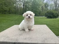 Summer, a female Havanese for sale in Sugarcreek, OH – 3 of 4