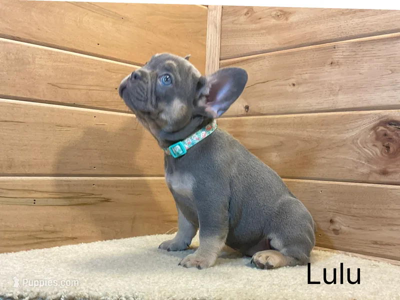 Lulu – French Bulldog puppy for sale in Sugarcreek, OH