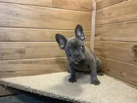 Norah, a female French Bulldog for sale in Sugarcreek, OH – 2 of 5