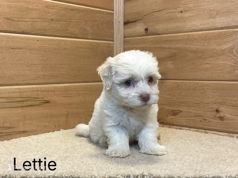 Lettie – Havanese puppy for sale in Sugarcreek, OH