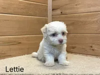 Lettie, a female Havanese for sale in Sugarcreek, OH – 1 of 2