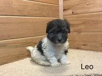 Leo, a male Havanese for sale in Sugarcreek, OH – 4 of 4