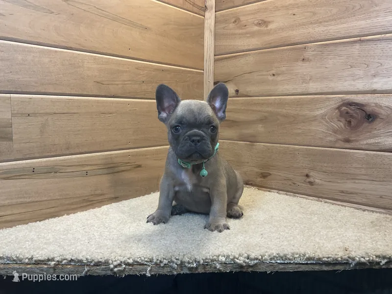 Blaire – French Bulldog puppy for sale in Sugarcreek, OH
