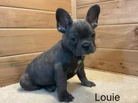 Louie, a female French Bulldog for sale in Sugarcreek, OH – 2 of 4