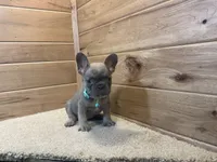 Bailey, a female French Bulldog for sale in Sugarcreek, OH – 4 of 5