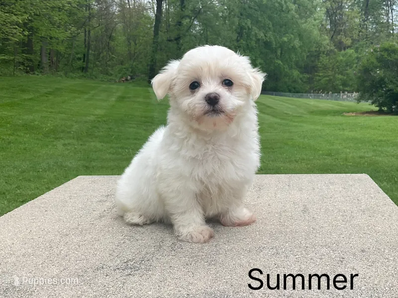 Summer – Havanese puppy for sale in Sugarcreek, OH