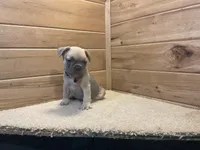 Bodie, a male French Bulldog for sale in Sugarcreek, OH – 3 of 4