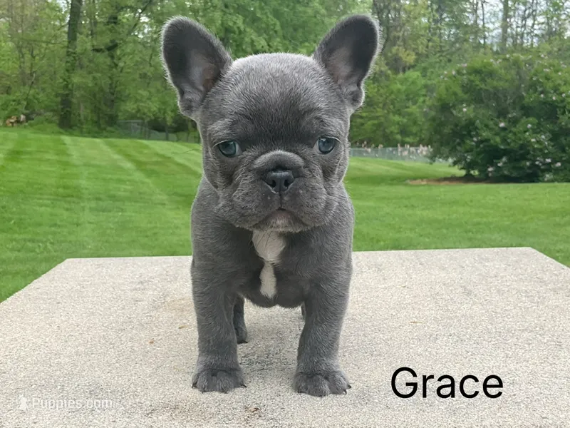 Grace – French Bulldog puppy for sale in Sugarcreek, OH