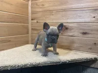 Blaire, a female French Bulldog for sale in Sugarcreek, OH – 5 of 5