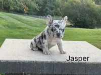Jasper, a male French Bulldog for sale in Sugarcreek, OH – Photo 1 of 5