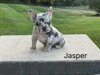Jasper, a male French Bulldog for sale in Sugarcreek, OH – Photo 3 of 5