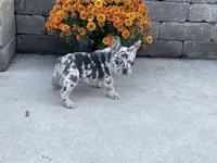 Jasper, a male French Bulldog for sale in Sugarcreek, OH – Photo 5 of 5