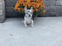 Jasper, a male French Bulldog for sale in Sugarcreek, OH – Photo 4 of 5